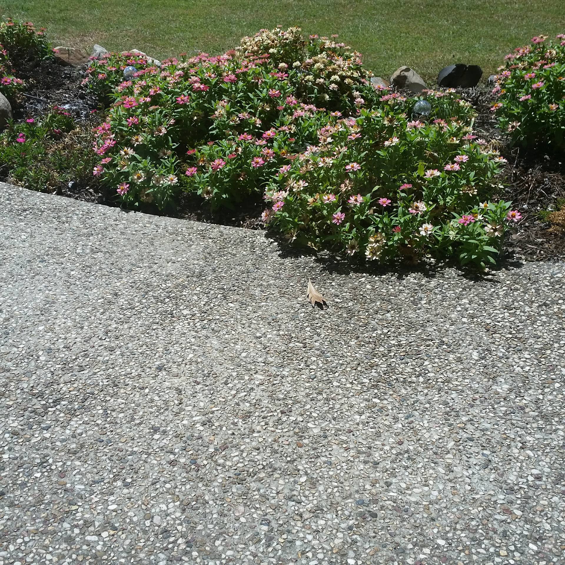 zinnias in a garden